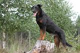 BEAUCERON 401